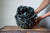 Preorder: Anthos Vessel