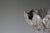 Preorder: Anthos Bowl