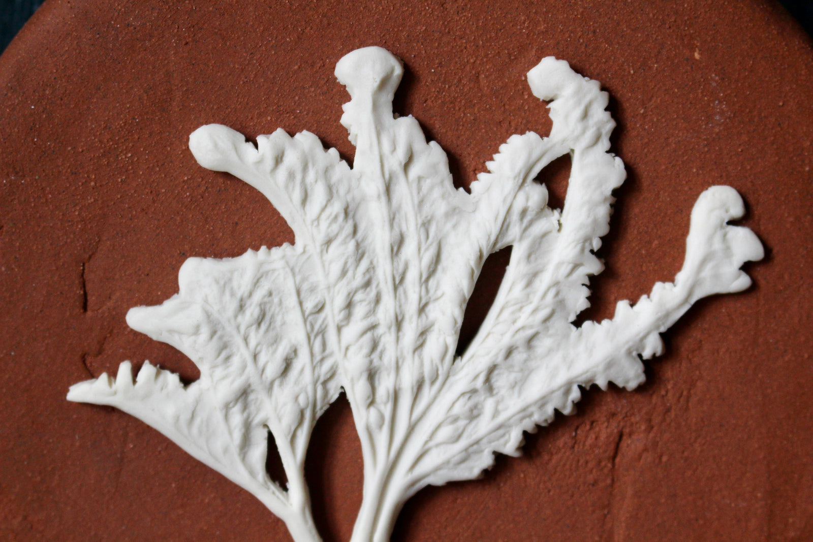 Herbarium: Botanicals in Porcelain