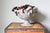 Slightly Imperfect Large Pedestal Dish (read full description)