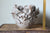 Anthos Vessel: Three