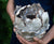 Preorder: Anthos Vessel