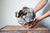 Preorder: Anthos Vessel
